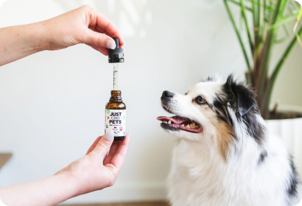 CBD For Pets